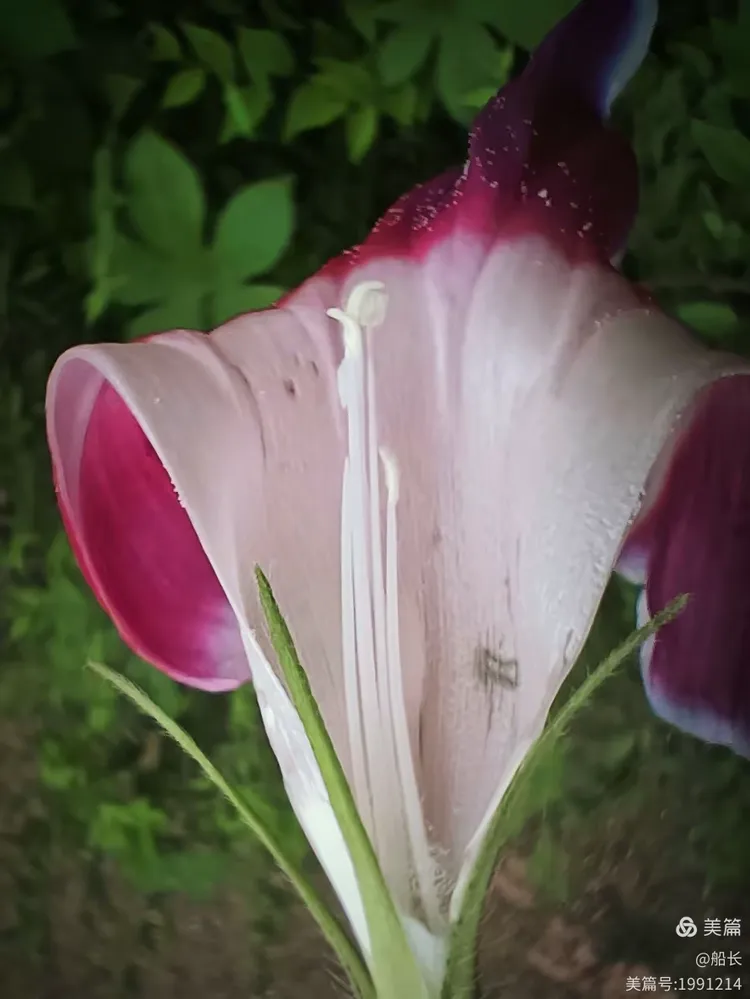 牵牛花花苞花蕊